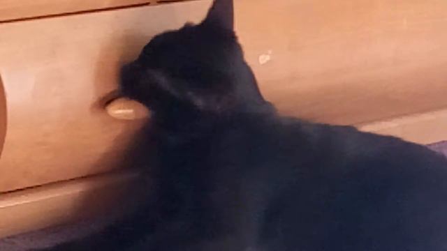 Моя кошка чудит. Funny сat. смотреть онлайн