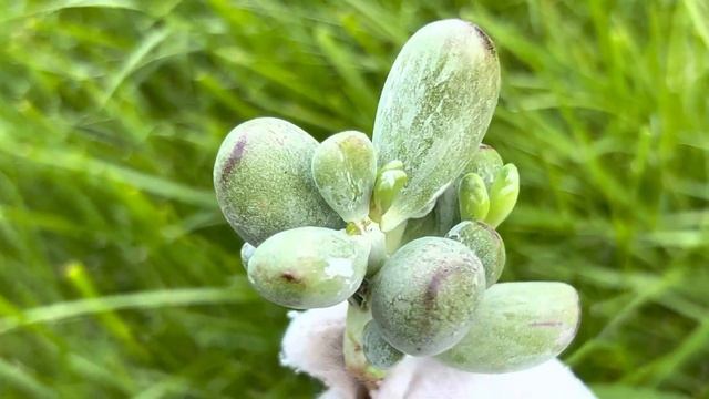 Cotyledon orbiculata variegated 'tiger skin' смотреть онлайн