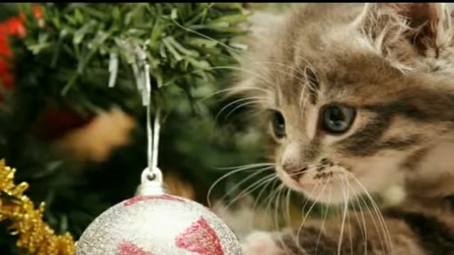 Животные В Новый Год смотреть онлайн