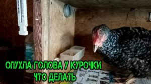 ОПУХЛА ГОЛОВА У КУРОЧКИ ЧТО ДЕЛАТЬ