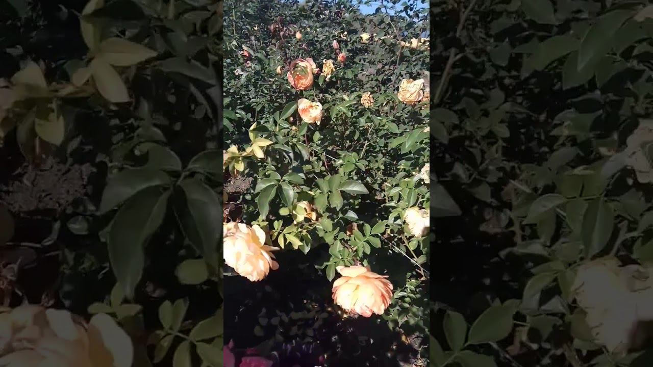 Пэт Остин роза @rose_bushes161 смотреть онлайн