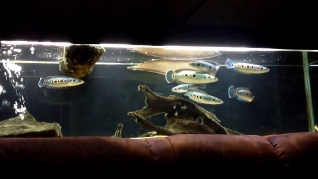 Black arowana and channa pleurophthalma смотреть онлайн