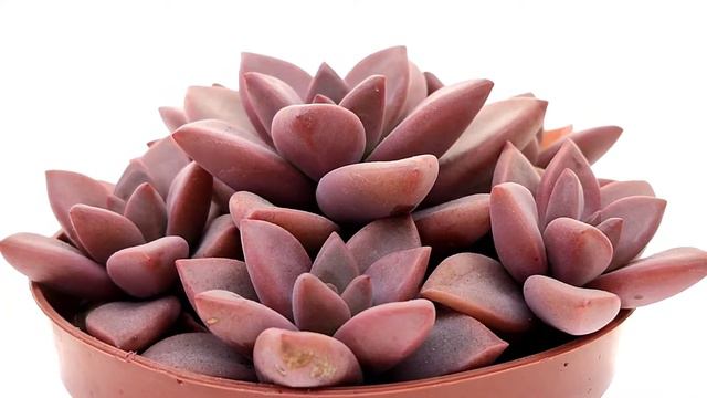 Graptosedum 'Bronze'