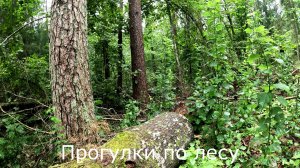 Прогулки по лесу.  Обследую низинный смешанный лес.