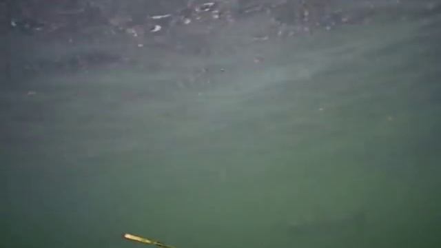 School of Seatrout underwater Skive Fjord - part 1 смотреть онлайн
