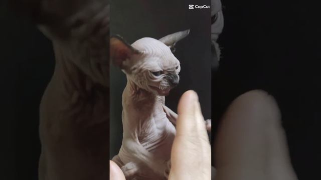 Милый и злой #kitten #сфинкс #baby #котята #shortscraft #cat #youtube #beat смотреть онлайн