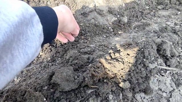 21/03/2022. Рубрика сельское хозяйство | Потеплело до +14°С. Посадка чечевицы. смотреть онлайн