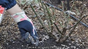 Роза Топаз