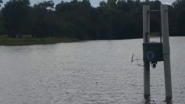 Pond turtles waiting git food to drop Dec 12, 2020 смотреть онлайн