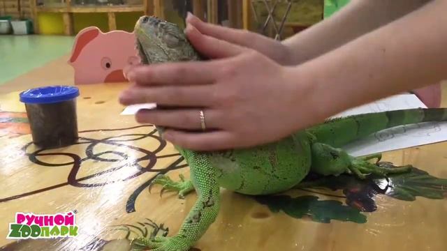 Как правильно гладить игуану. Ручной Zooпарк. смотреть онлайн
