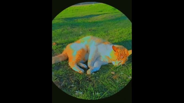 Обои и аватарки на телефон смотреть онлайн