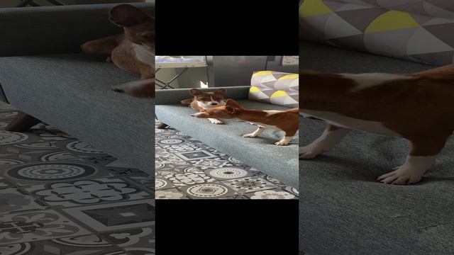 Вася и Салли ,