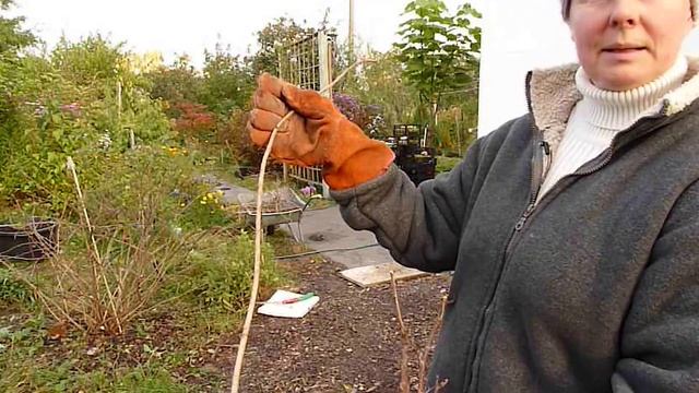 КРЫЖОВНИК омолаживающая осенняя обрезка. Как правильно обрезать крыжовник. смотреть онлайн