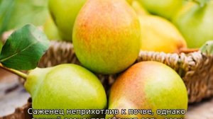 Лучшие сорта груши
