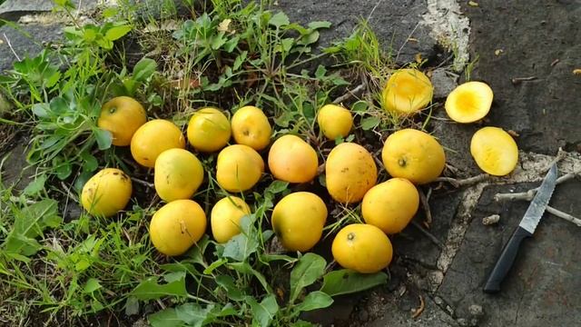 Gomera 1 Mangos (Mangifera indica) off an ancient tree смотреть онлайн