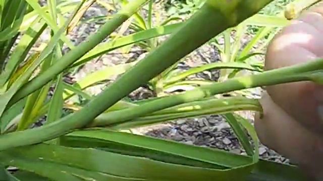 How To: Hybridizing Daylily Flowers Cross Pollinating making hybrid смотреть онлайн