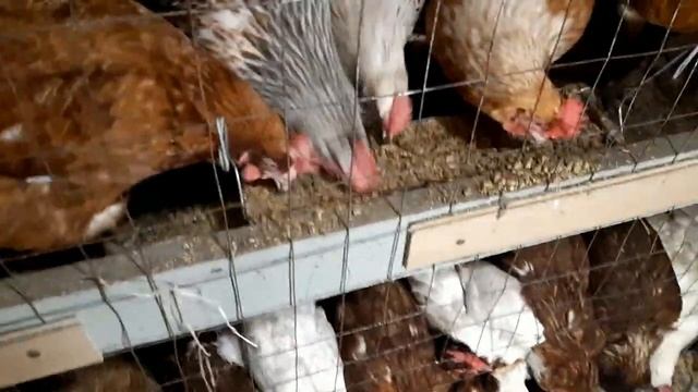 Утреннее кормление и обзор пернатых смотреть онлайн