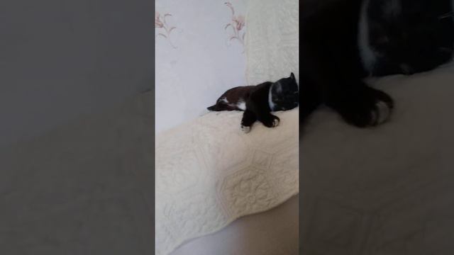 Песня спулае мулае пожалуйста подпишись смотреть онлайн