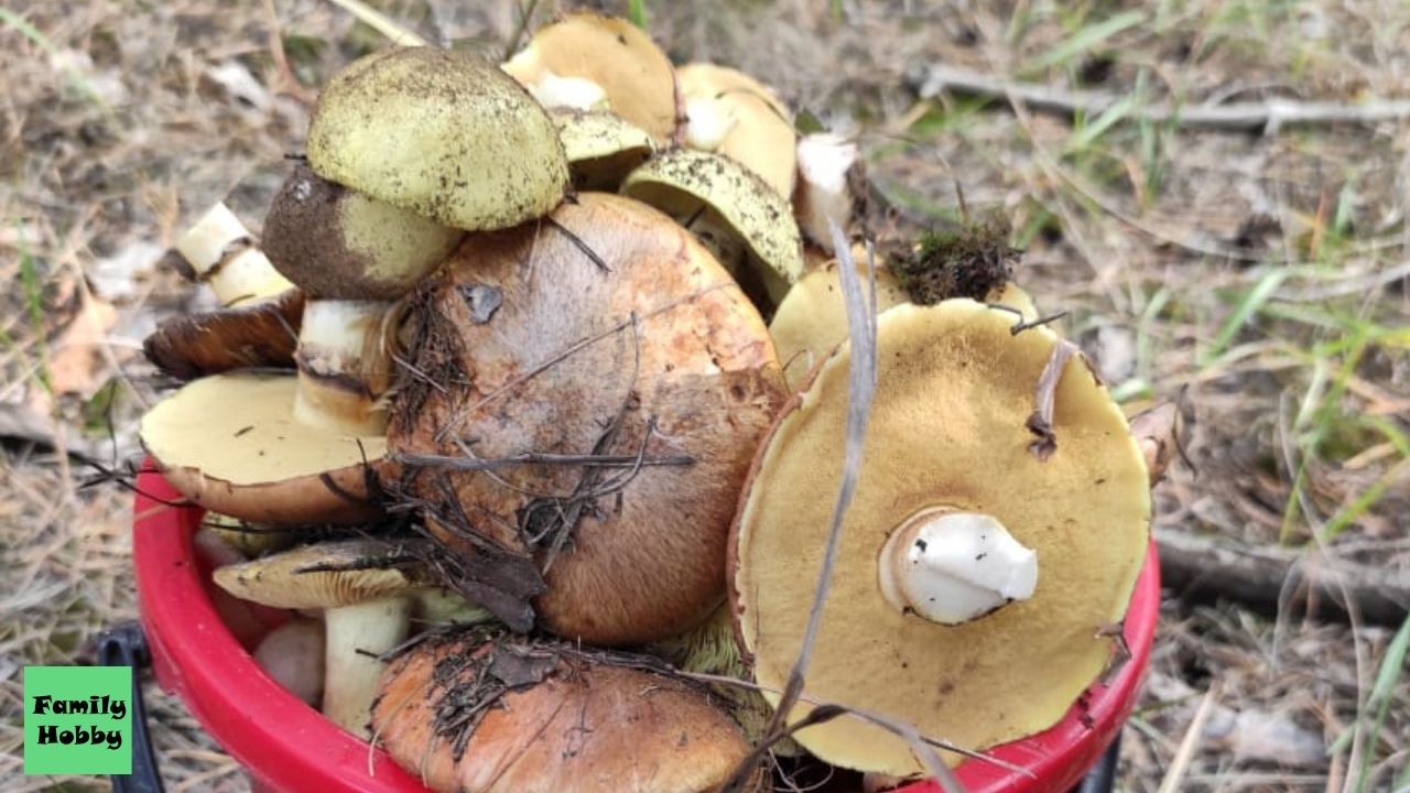 В выходные за грибами ( Волгоградская область ). Путешествия 2021 смотреть онлайн