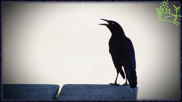 Голоса птиц Как поёт Грач (Corvus frugilegus).mp4 смотреть онлайн