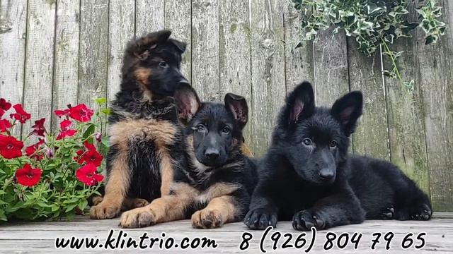 Щенки немецкой овчарки, питомник "КЛИН ТРИО". смотреть онлайн