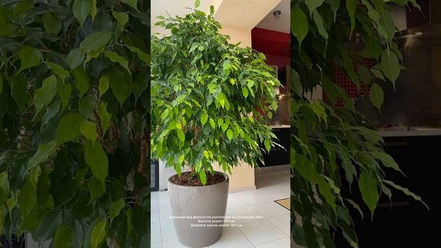 Фикус Бенджамина смотреть онлайн