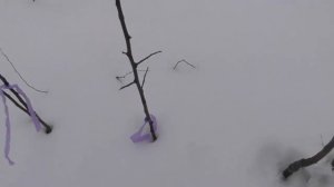 Подвои для яблони - сеянцы и вегетативные ММ106 и М9. Как выращивают - показываю на примере