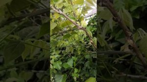 коротко про обрезку глицинии