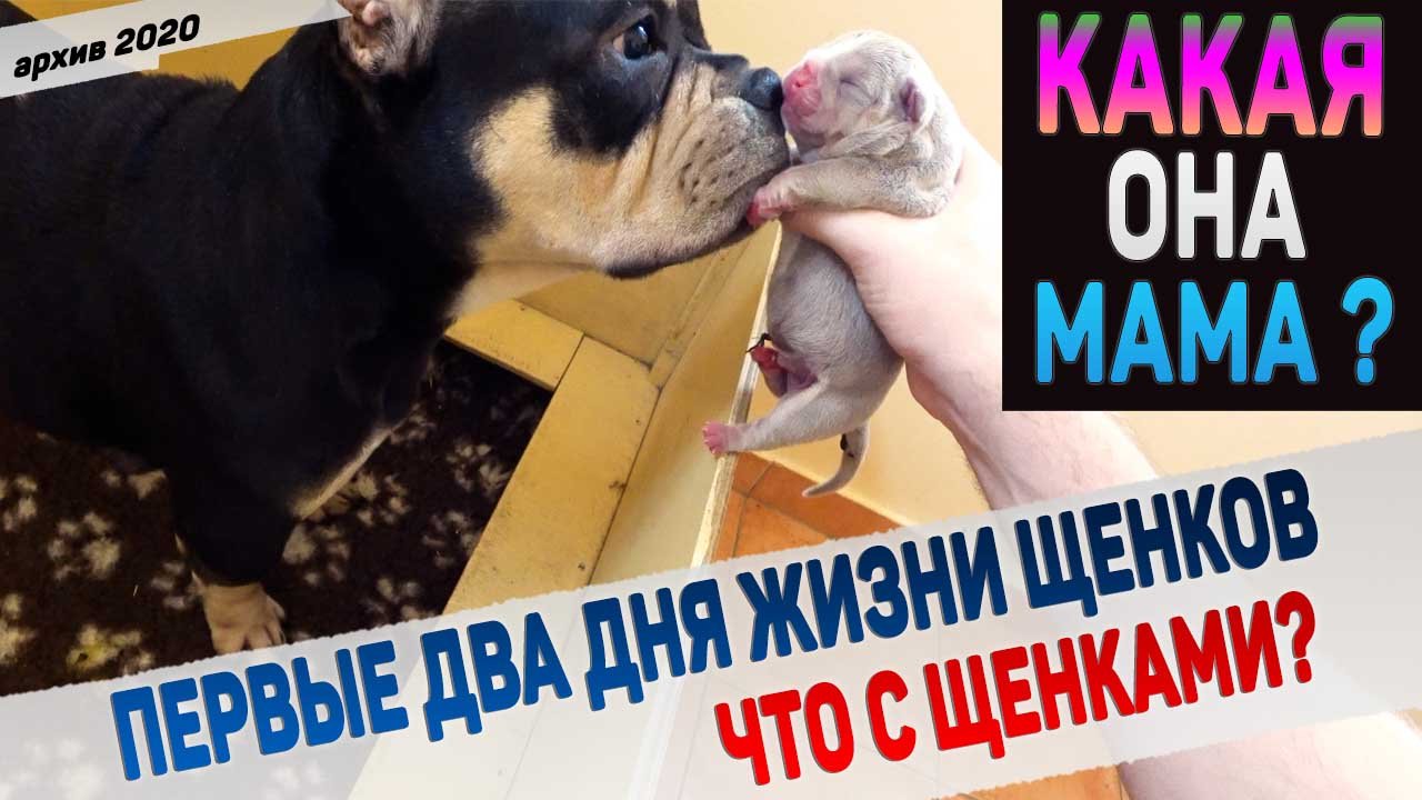 Получится ли из Блэкнайт хорошая мать для щенков? смотреть онлайн