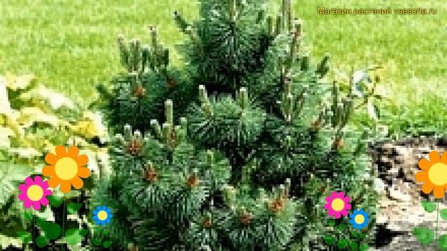 Сосна горная колумбо. Краткий обзор, описание характеристик pinus mugo Colombo смотреть онлайн
