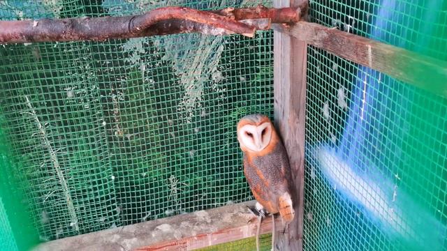 Видео для детей - Контактный зоопарк Анапа смотреть онлайн