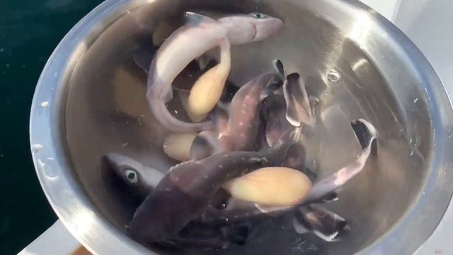 Shark Gives BIRTH on Boat!!! (My Reaction = ?) смотреть онлайн