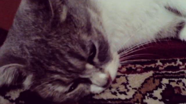 Самая лучшая и самая мимимишная кошка на свете! смотреть онлайн