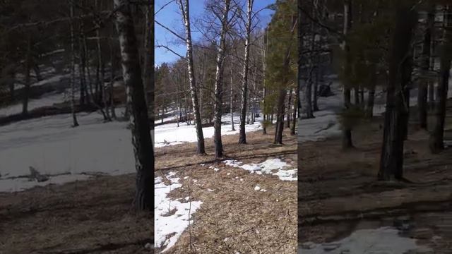 ягдтерьер с лаикой в лесу. смотреть онлайн