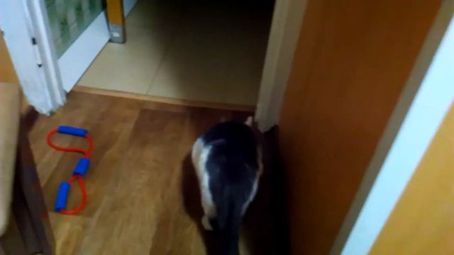 Кот жрёт сало смотреть онлайн