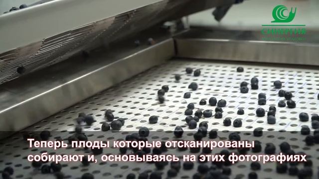 Сортировка ягод (голубика, черника) от Green Sort смотреть онлайн