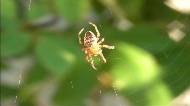 Wie baut eine Spinne ihr Netz? Spider Net Building Super-Macro-Aufnahme смотреть онлайн