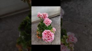 Пеларгония ТиМ Персий