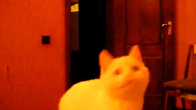 Котик машет головой