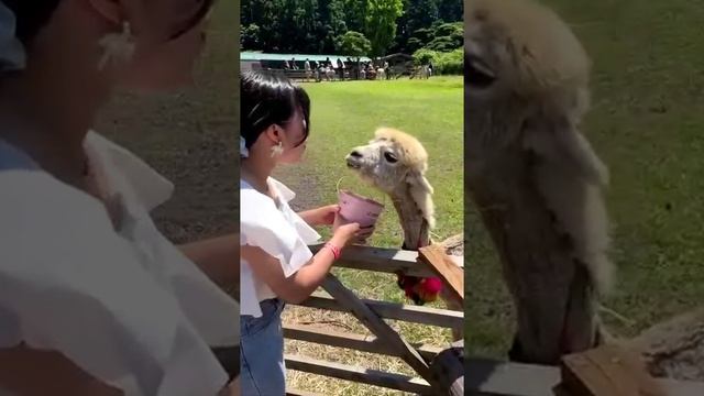 Видео,приколы,юмор,смех смотреть онлайн