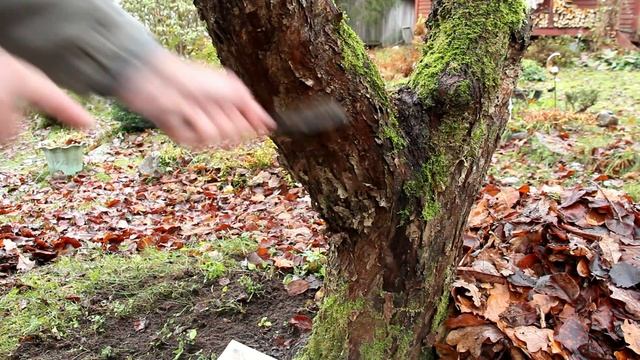 Где зимуют вредители сада. Борьба с вредителями сада в осенний период. смотреть онлайн