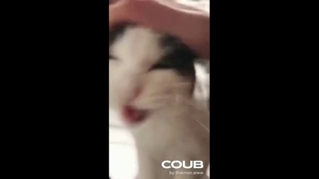 КОРОТКИЕ ВИДЕОНАРЕЗКИ ПРИКОЛОВ С ЖИВОТНЫМИ. ПОДБОРКА #Shorts (#8) смотреть онлайн