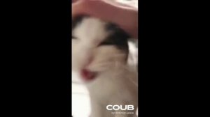 КОРОТКИЕ ВИДЕОНАРЕЗКИ ПРИКОЛОВ С ЖИВОТНЫМИ. ПОДБОРКА  #Shorts (#8)