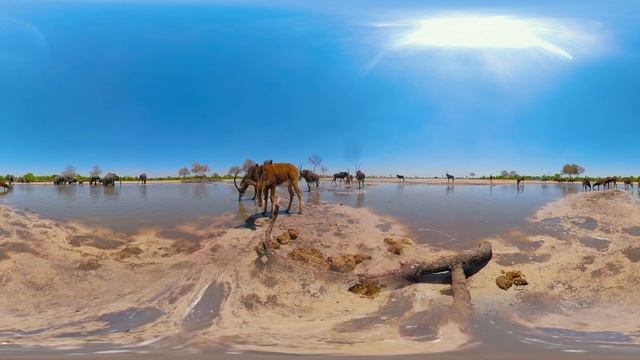 Sable Antelope at Waterhole | Wildlife in 360 VR смотреть онлайн