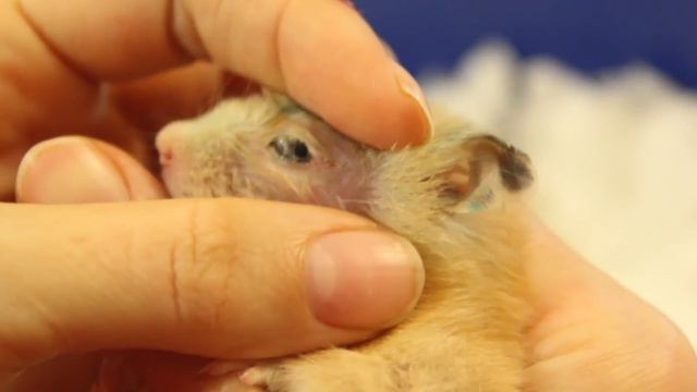 Что делать, если у хомяка гноится глаз? Лечим Карамельку. смотреть онлайн