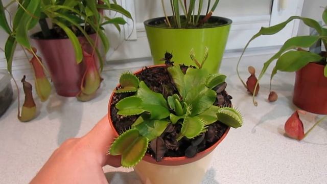 Мои хищные растения: саррацения, венерина мухоловка, непентес смотреть онлайн