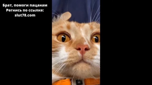 Серёжа 0000000001К тронулся головой и доё бывается до кота смотреть онлайн