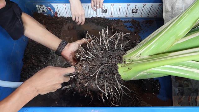 Alocasia macrorrhiza variegata ✨ รื้อไข่บอนกระดาดด่าง ปลูกมา 1 ปีกว่า มาดูกันว่าจะได้กี่ฟอง?? 🥚 смотреть онлайн