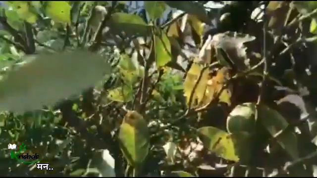 Citrus Canker| खटिरे रोग|CLASSROOM TO FIELD| EPISODE 3|कृषक मन|krishak man|9th sept 2020| смотреть онлайн