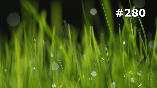 #280. Цветы и растения - очень яркие цветы смотреть онлайн